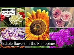 15 edible flowers in the philippines