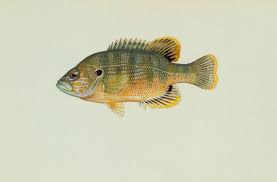 Louisiana Fish Species La Fish Finder