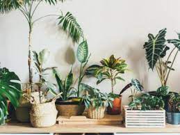 Types Of Tropical Plants To Grow Indoors