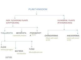 Classification Of Plants And Animals