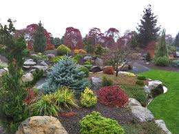 Garden The Amazing World Of Conifers
