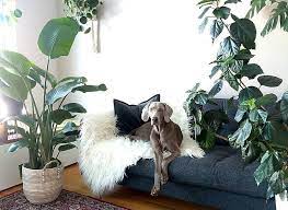 the best indoor trees leaf and paw