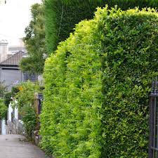 Murraya is ideal for privacy hedging and shelter plantings thanks to its dense growth habit. Murraya Orange Jasmine A Hardy Drought Tolerant And Easy Care Hedging Plant Australian Online Nursery The Plant Hub