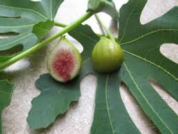 smith fig tree just fruits and exotics