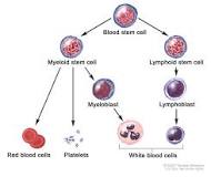 Image result for icd 10 code for aml in remission
