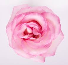 pink rose flower images free