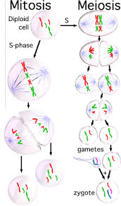 The term diploid is derived from the greek diplos meiosis occurs by a series of steps that resemble the steps of mitosis. Meiosis The Biology Primer