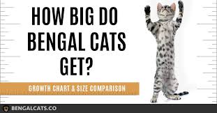 How Big Will A Full Grown Bengal Cat Be Bengalcats Co