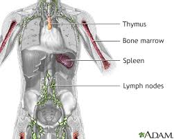hodgkin lymphoma information mount