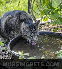 Owners of cats could be forgiven for thinking that just as when working out how much water people need to drink on a daily basis, this varies greatly according to factors such as the age and weight of. How Much Water Should A Cat Drink In 24 Hours Details Guide Here