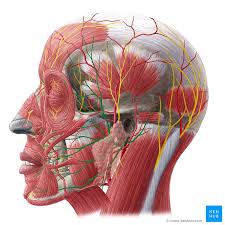 Facial Nerve Origin Function Branches And Anatomy Kenhub