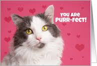 These valentine's day cards range from innocently cheesy to downright rude, and your valentine won't be able to quit laughing. Valentine S Day Cards With Cats From Greeting Card Universe