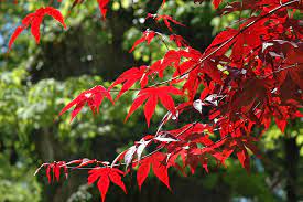 Acer palmatum 'emperor 1' is a beautiful, red foliaged variety of japanese maple. Emperor I Japanese Maple Acer Palmatum Wolff In Bloomingdale Carpentersville Chicago Elgin Bartlet Illinois Il At Platt Hill Nursery