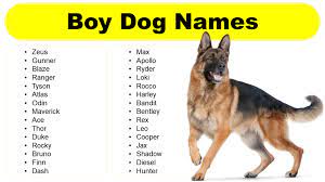 boy dog names cool cute por