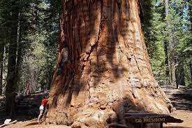Ihren namen verdanken sie einerseits ihrer enormen größe, zum anderen ihrem erstaunlichen alter. Mammutbaume Im Sequoia National Park Willkommen Fernweh