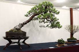 care guide for pine bonsai species