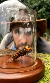 coyote peterson kills the hornet