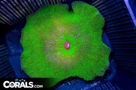 bright green carpet anemone indo