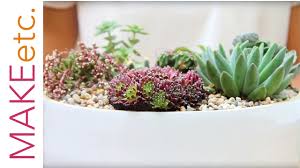 how to plant a succulent bowl house