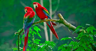 wallpaper red blue and green macaw