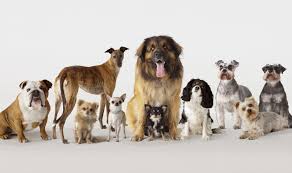 200 dog breeds feature all types of dogs