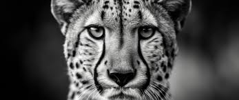 cheetah wallpaper 4k monochrome ultrawide