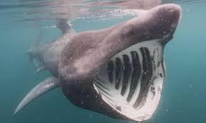 Image result for basking shark