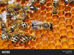 big drone bee image photo free trial