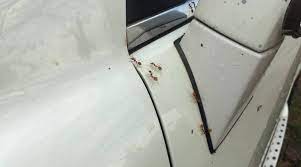 Ant bait would be best way to get rid of ants in car dashboard. How To Get Rid Of Ants In Your Car And Prevent Them From Returning