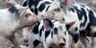 about pigs pig breeds