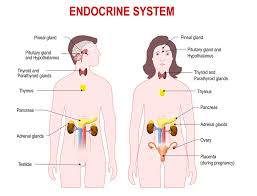 Endocrine System Definition Function Parts Biology