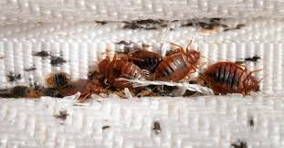 How To Check For Bed Bugs Clearview