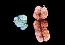 The y chromosome of all living men is related through a single male ancestor who lived typically, biologically male individuals have one x and one y chromosome (xy) while. Y Chromosom Ein Winzling Mit Ungeahnter Macht Nzz Am Sonntag