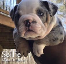 These dogs may have cream or slightly yellowish or reddish color lilac french bulldog: Blue Tri Merle English Bulldog Puppies For Sale Prices Starts From 16k 25 K Bulldog Puppies English Bulldog Breeders English Bulldog Puppies