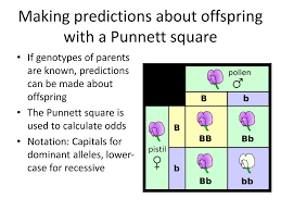 The punnett square is a table in which all of the possible outcomes for a genetic cross between two individuals with known genotypes are given. Ppt Mendelian Genetics Powerpoint Presentation Free Download Id 5515242