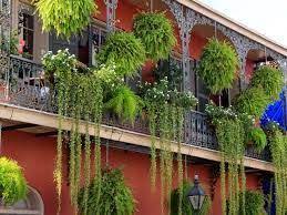 ¡ponele onda a tu balcón con plantas de muchos colores y flores. Resultado De Imagen De Plantas Colgantes Para Balcones Plantas Colgantes Jardineria En Macetas Decoraciones De Jardin