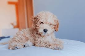 toy poodle puppy singapore