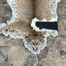 bobcat rug perkins taxidermy