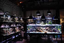 690 likes · 1 talking about this. How To Choose A Lfs Local Fish Store By Quartapound Reef2reef Saltwater And Reef Aquarium Forum