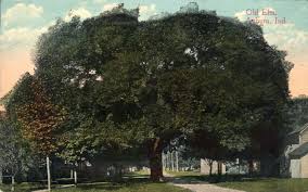 old elm tree auburn indiana 1917
