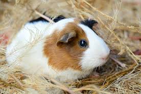 best bedding for guinea pigs of 2018