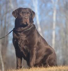 We strive to produce the best labrador possible, focusing on excellent genetics, beautiful conformation, and wonderful tempermeants. 38 Dog Ideas Puppies Dogs Cute Dogs