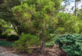 how to grow and care for anese cedar
