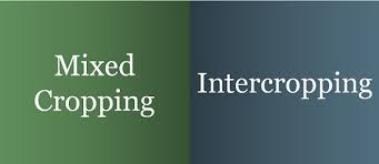Difference Between Mixed Cropping And Intercropping With