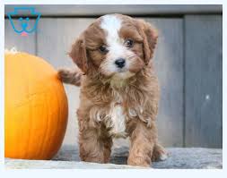 Their dad is a toy poodle who is quite playful and has an amazing temperament. There S Big Money In Cavoodle For Sale Dog Breed