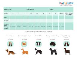 puppy weight chart um breeds