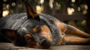 Blue Heeler A Complete Guide To The Australian Cattle Dog