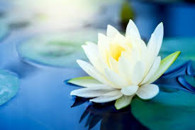 Water Lotus How To Grow White Lotus