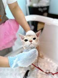 板橋貓咪洗澡，板橋寵物洗澡美容- 享沐寵物美容旅館PET HOTEL