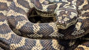 8 foot carpet python hering